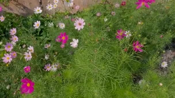 五彩斑斓的宇宙花朵在花坛上飘扬 — 图库视频影像