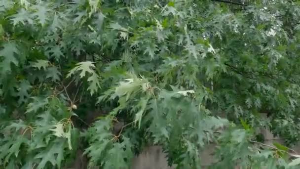 Rote Eichenzweige Mit Grünen Blättern Bei Windigem Regenwetter — Stockvideo