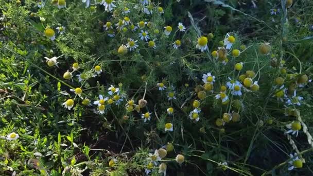 Camomilles Fleurs Sur Prairie Parmi Les Autres Herbes — Video