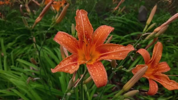 Λουλούδι Από Πορτοκαλί Χρώμα Κρίνου Καλυμμένο Σταγόνες Νερού — Αρχείο Βίντεο