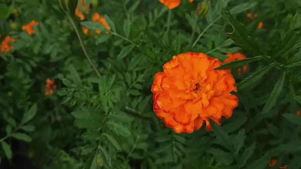 Bush Caléndula Francesa Con Flores Naranjas Tiempo Ventoso — Vídeo de stock