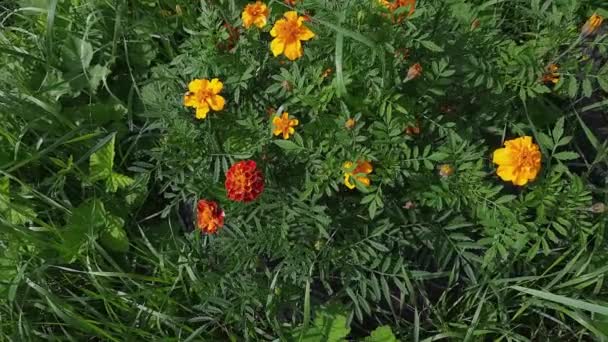 Borstels Van Franse Goudsbloem Met Oranje Rode Bloemen — Stockvideo