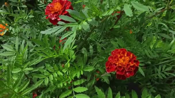 Arbustos Caléndula Francesa Con Flores Rojas Tiempo Ventoso — Vídeo de stock