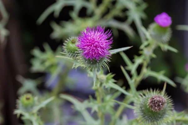 Fiore Del Cardo Una Cima Del Gambo Uno Sfondo Scuro — Foto Stock