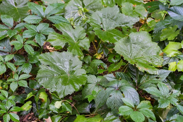 不同的矮小草本植物 背景为湿绿叶 雨中落叶 顶视图 — 图库照片