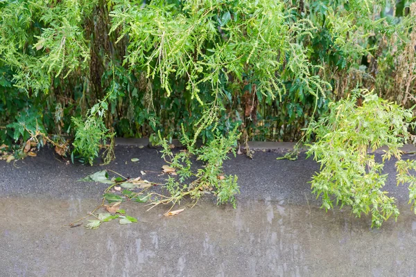 雨の間 前景に水溜りがある舗装の横に湿った茎と葉を持つ異なる高草本植物 選択的な焦点 — ストック写真