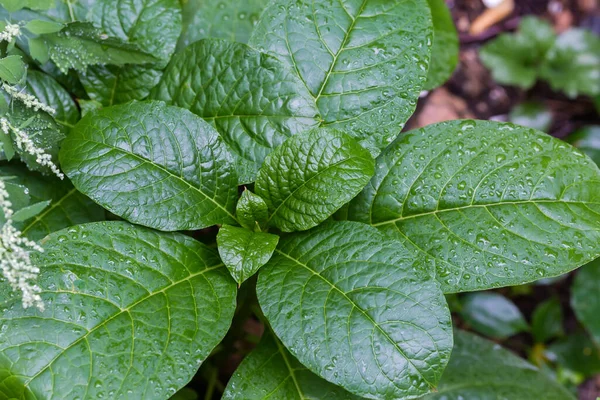 Tanaman Herbaceous Dengan Daun Sesil Lebar Berwarna Hijau Terang Ditutupi — Stok Foto