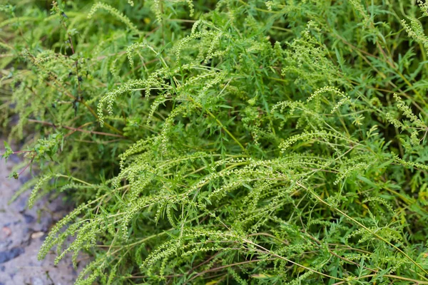 Pędy Ambrosia Artemisiifolia Znany Również Jako Pospolite Chwasty Pochmurne Deszczowe — Zdjęcie stockowe