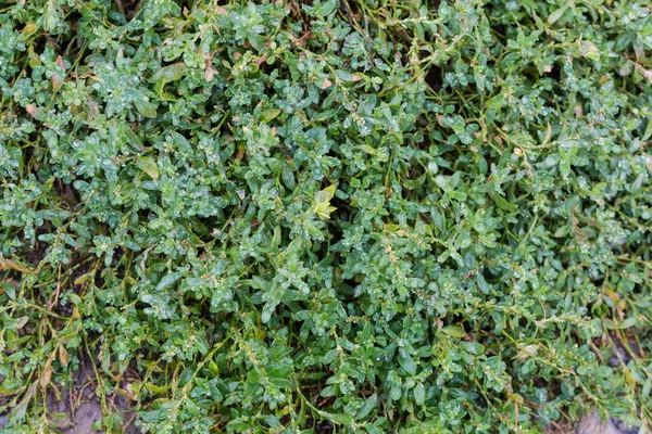 Patch Ground Overgrown Common Knotgrass Borított Vízcseppek Alatt Eső Felülnézet — Stock Fotó