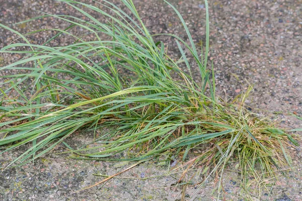 Herbe Humide Recouverte Gouttes Eau Poussant Dans Fissure Dans Vieille — Photo