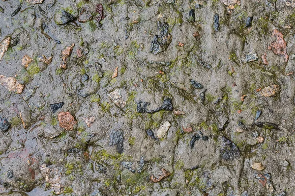 Seção Solo Coberto Com Concreto Velho Molhado Ligeiramente Coberto Com — Fotografia de Stock