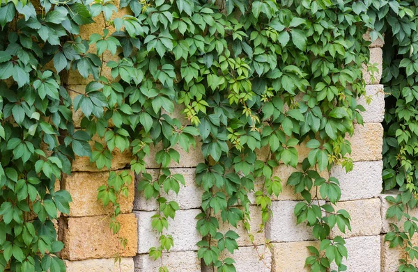 Elementy Dziewiczych Winogron Zielonymi Liśćmi Zwisające Ułożonych Blokach Skalnych Pochmurnej — Zdjęcie stockowe