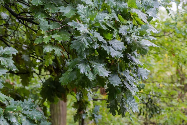 初秋の曇りの雨の日に緑の湿った葉を持つ古い白いオークの枝 選択的な焦点でクローズアップ — ストック写真