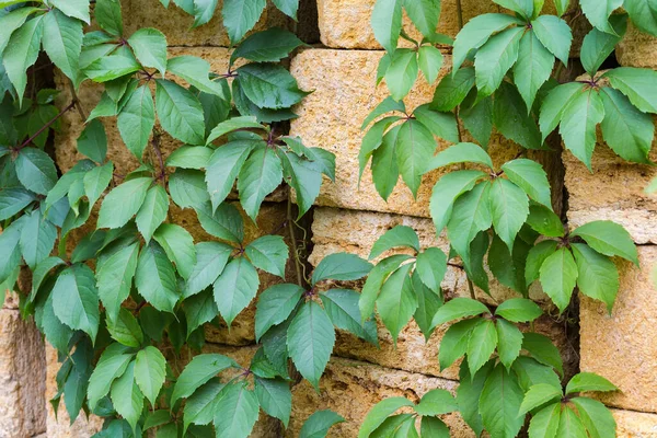 Tallos Las Uvas Doncellas Con Hojas Verdes Colgando Edificio Apilados — Foto de Stock