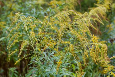 Kanadalı altın sarısının kökleri aynı bitkilerin bulanık arka planında rüzgarlı bulutlu havada büyüyen çalılıklarında.