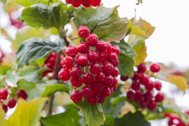 Yağmur sırasında yağmur damlalarıyla kaplı olgun viburum meyveleri kümesi ve çalılıklardaki bulanık arka plan ve diğer meyveler, seçici bir odak noktasında yakın çekim