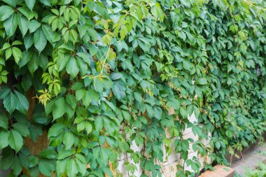 Yeşil yapraklı genç üzümlerin kökleri istiflenmiş kaya bloklarının üzerinde sıkıca asılı bulutlu havada, seçici bir odak noktası