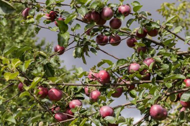 Elma ağacının dalları, bulutlu gökyüzüne karşı güneşli bir havada meyve bahçesinde olgunlaşmış kırmızı elmaların bol hasatıyla birlikte.