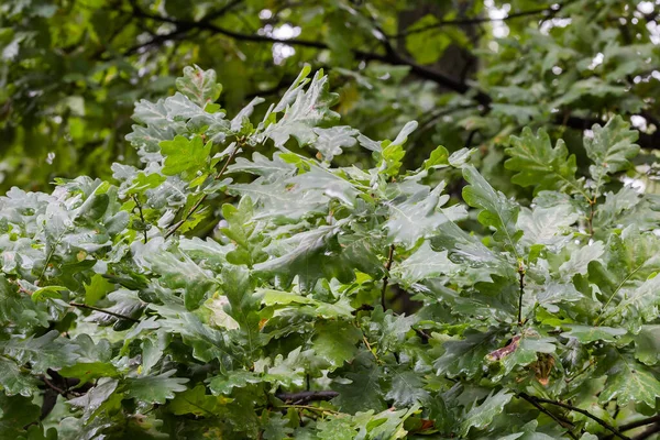 初秋の曇りの天気で緑の湿った葉を持つ古い白いオークの枝 選択的な焦点でクローズアップ — ストック写真