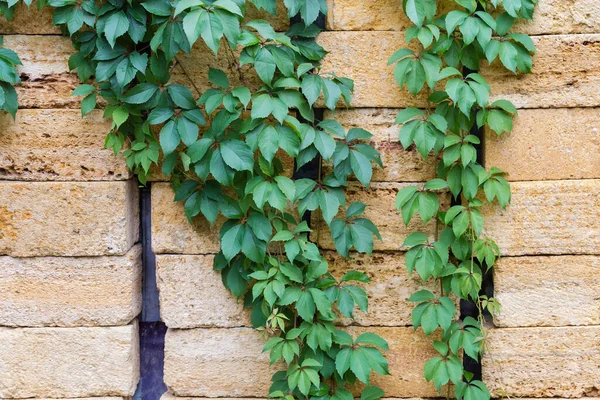 Tallos Las Uvas Doncellas Con Hojas Verdes Colgando Edificio Apilados — Foto de Stock