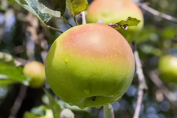 Ripe Green Apple Hanging Branch Apple Tree Covered Dew Orchard — Stock Photo, Image
