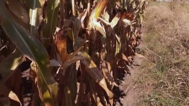 Olgun mısırlar güneşli havalarda tarlanın kenarında toplanır.