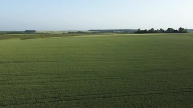 Aerial view of the field of unripe green wheat