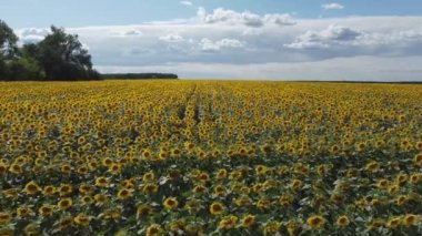 Çiçek açan ayçiçeği tarlası, ilerlerken arka plan ışıklandırması