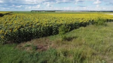 Flowering sunflowers on field in sunny windy day, aerial view