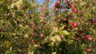 Rüzgarlı havada kırmızı elmalı elma dalları