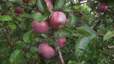 Kırmızı elmalarla kaplı elma dalı.