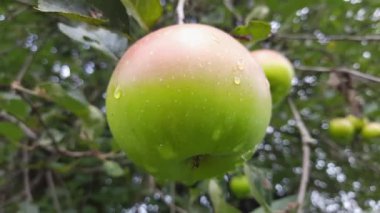 Meyve bahçesindeki dalda asılı yeşil elma.