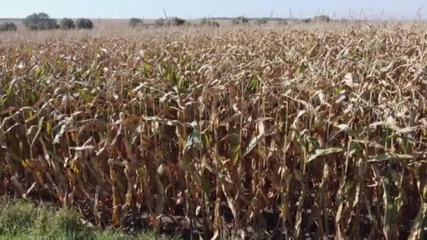 Campo Borda Milho Maduro Tempo Ventoso Ensolarado — Vídeo de Stock