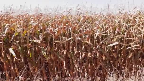 Поле Края Спелой Кукурузы Солнечную Ветреную Погоду — стоковое видео