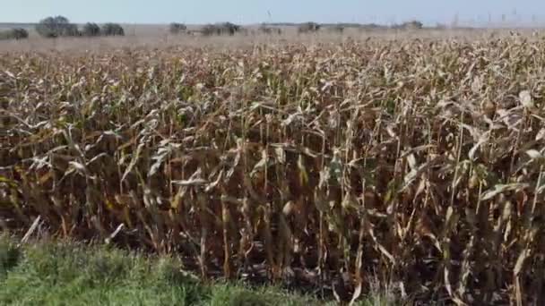 Campo Borda Milho Maduro Tempo Ensolarado Movendo Lateralmente — Vídeo de Stock