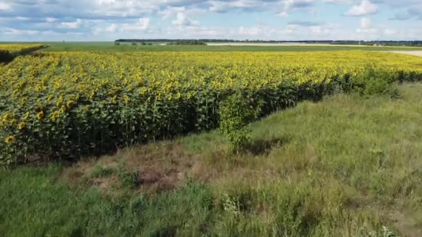 Квітучі Соняшники Полі Сонячний Вітряний День Вид Повітря — стокове відео