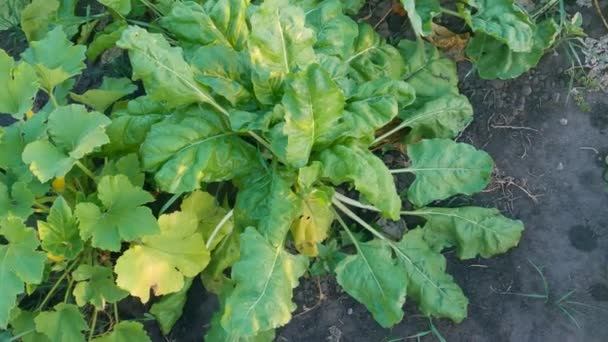 Sugar Beet Plants Covered Water Drops Field — Stockvideo