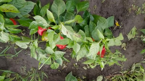 Plantas Pimiento Con Frutos Rojos Amarillos Campo — Vídeos de Stock