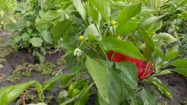 Plantas Pimiento Húmedo Con Frutas Rojas Campo — Vídeos de Stock