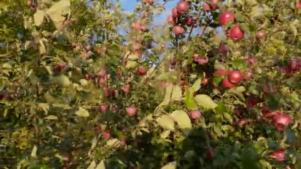 Filialer Äppelträd Med Röda Äpplen Blåsigt Väder — Stockvideo