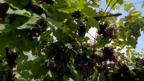 Vine Ripe Blue Grapes Twined Metal Arch — Stock Video