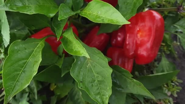 Wet Bell Pepper Plant Red Fruits Field — Stock Video