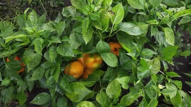Planta Pimiento Húmedo Con Frutas Amarillas Campo — Vídeos de Stock