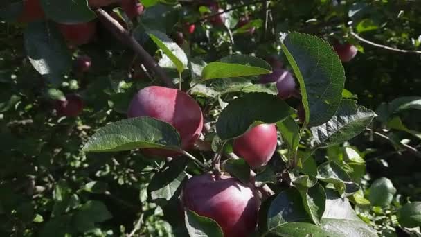 Filial Äppelträd Med Röda Äpplen Soligt Väder — Stockvideo