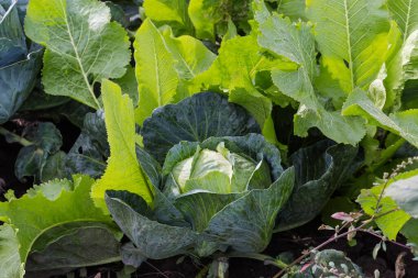 Yaban turpu yapraklarının arasında yetişen geç dönem lahanasının başı.