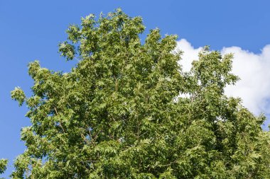 Top of the old ash-tree, species Fraxinus excelsior, or common ash on a background of the sky with cloud in summer clipart