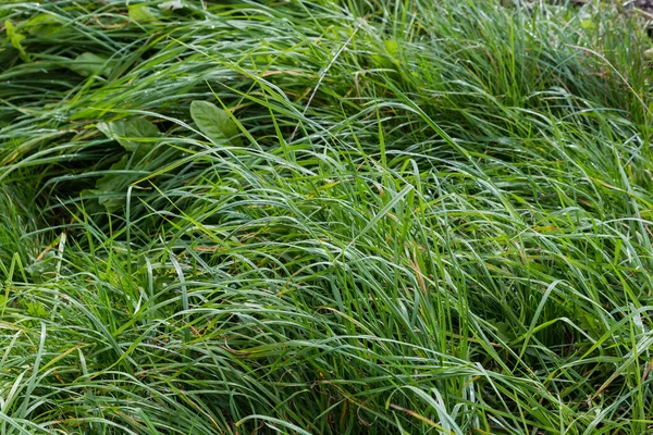 Sonbaharın Başlarında Sabah Çiğ Taneleriyle Kaplanmış Yüksek Yoğunluklu Yeşil Çimlerle — Stok fotoğraf