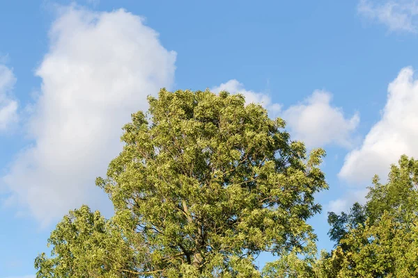 Tops of the old ash-trees, species common ash on a background of the sky in sunny windy weather in summer