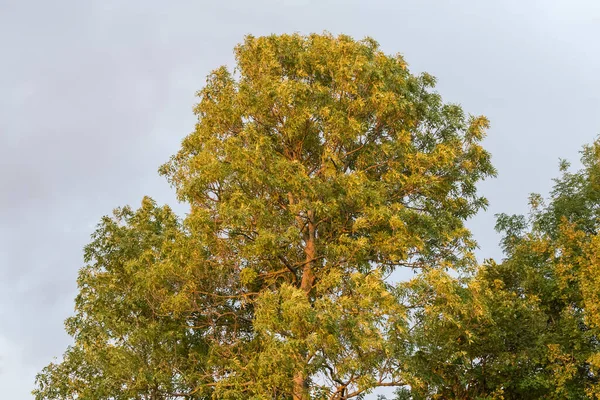 Top of the old ash-tree of species common ash sunlit at sunset in a strong wind on a background of the cloudy sky