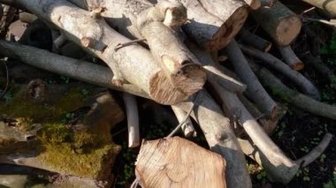 Ceviz ağaçlarının çapraz kesimi gövdeleri ve kalın dalları